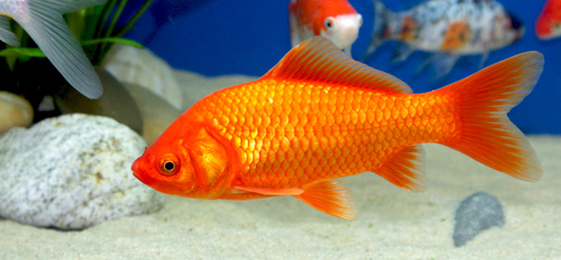 Goldfisch Bilder Simedowti