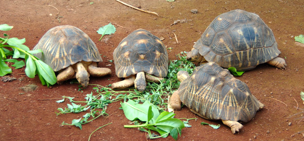 Schildkröten Paarhaltung