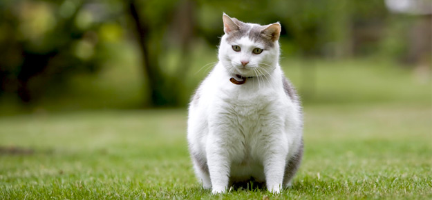 Übergewichtige Katze