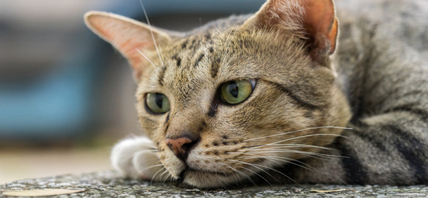 Die Katze und ihr Alter