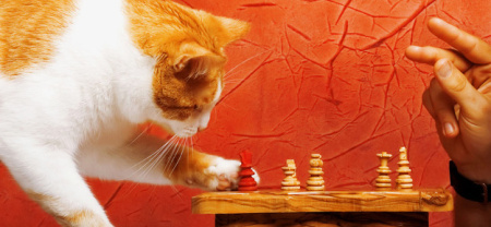Download Katze dressieren For Android