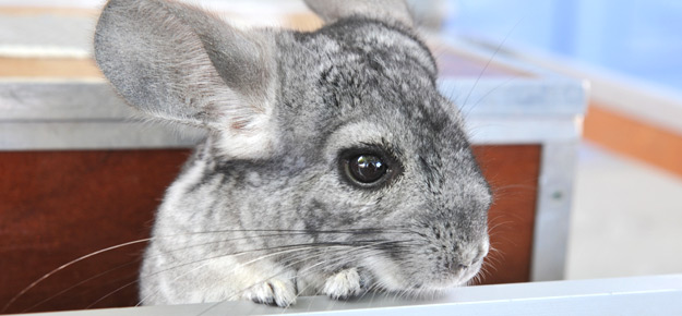 Einzelhaltung eines Chinchillas