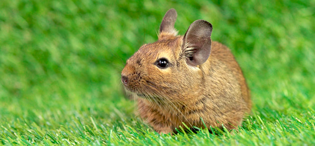 Lebensdauer von Degus