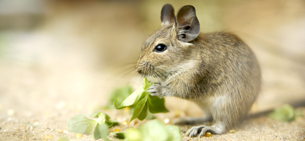 Degu frisst Salat