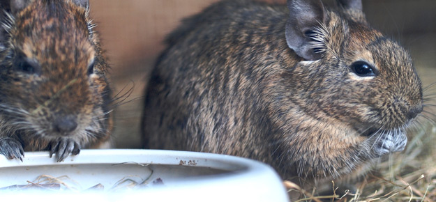 Degus und Futternapf