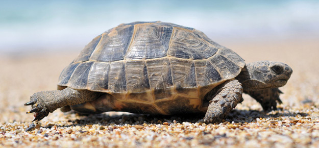 Durchschnittsalter von Schildkröten