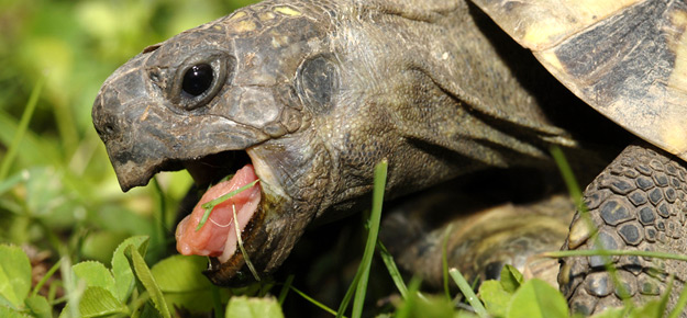 Ernährung von Schildkröten