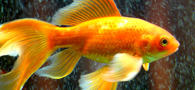 Goldfisch im Aquarium mit Sauerstoff