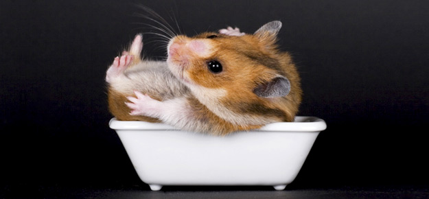 Goldhamster in einer Badewanne