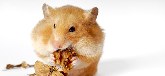 Goldhamster frisst eine Wallnuss