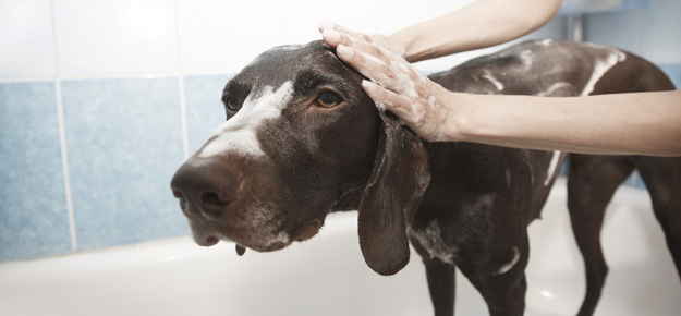 Hund wird in der Badewanne gewaschen