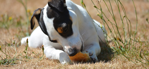 Hund frisst Brot