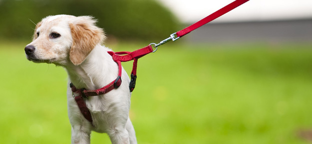 Mit dem Hund raus gehen