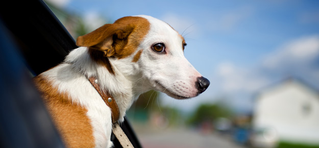 Autofahrt mit Hund