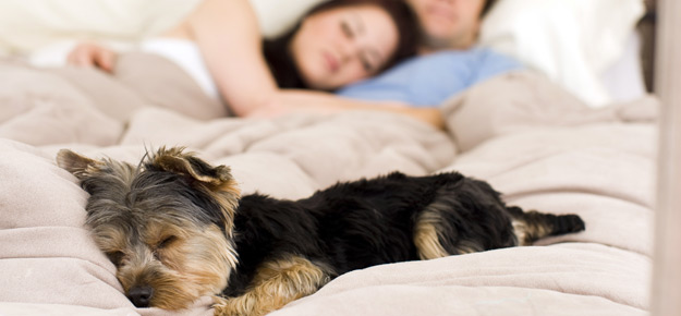 Hund schläft mit im Bett