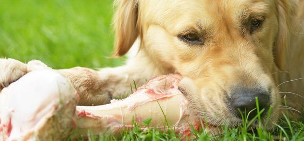 Dürfen Hunde Knochen fressen?