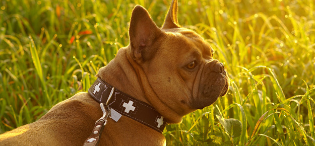 Hund geht Gassi und ist stubenrein