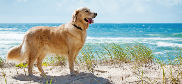 Hund im Urlaub am Strand