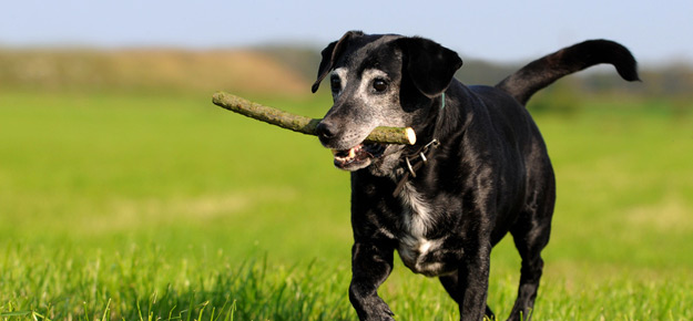 Ferie nød nål Hunde als Haustiere - Ratgeber für den geliebten Vierbeiner