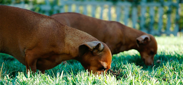 Hunde schnüffeln auf einer Wiese