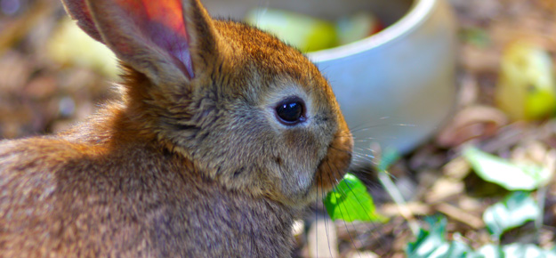 Kaninchen frisst Grünzeug