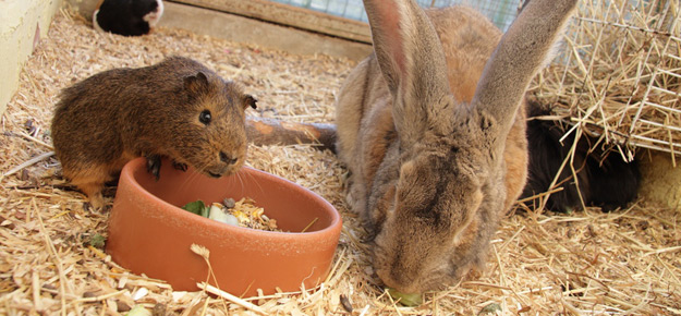 Kaninchen und Meerschweinchen zusammen halten