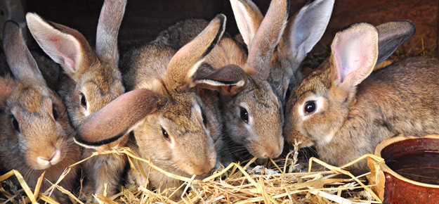 Kaninchen mit wenig Platz im Stall