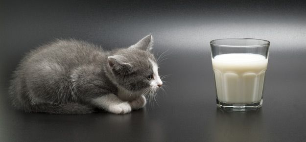 Katze trinkt Milch