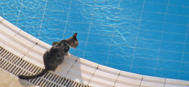 Katze Pool