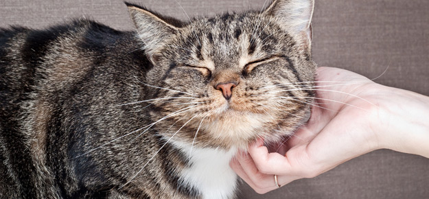 Katzen schnurrt beim Streicheln