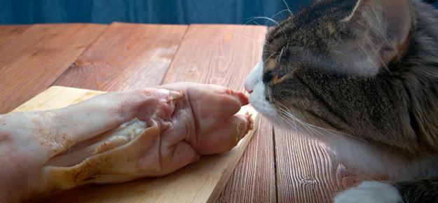 Katze und Schweinefleisch