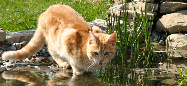 Katze am Teich