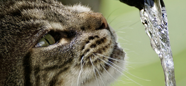 Katze trinkt aus Wasserhahn