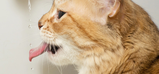 Katze trinkt aus dem Wasserhahn