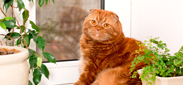 Katze neben Zimmerpflanzen