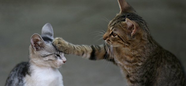 Zwei Katzen lernen sich kennen