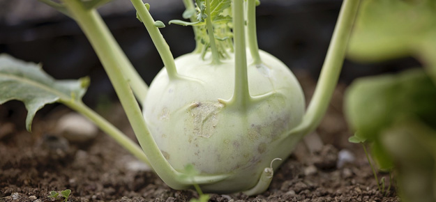 Kohlrabi und Kohlrabiblätter