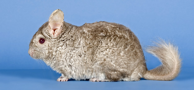 Durchschnittsalter von Chinchillas