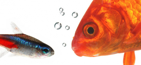 Goldfische im Aquarium - vertragen sie sich mit anderen Fischen?