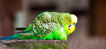 Wie Alt Werden Wellensittiche Im Durchschnitt