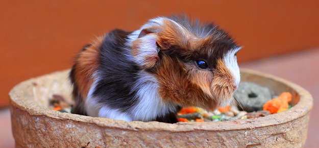 Meerschweinchen im Futternapf