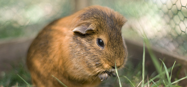 Tipps zur Haltung von Meerschweinchen