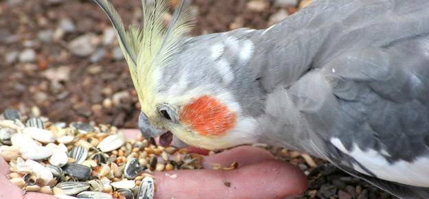 Nymphensittich frisst Körner aus der Hand