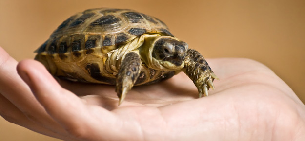 Haltung von Schildkröten