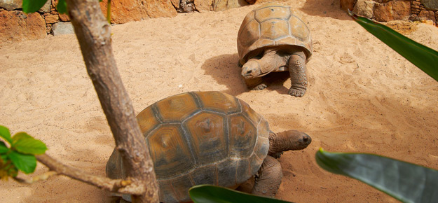 Schildkröten miteinander vergesellschaften