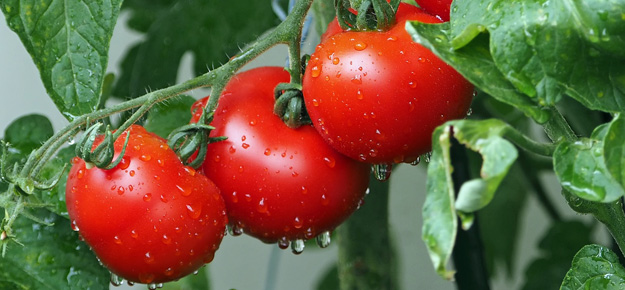 Tomaten