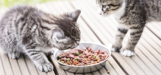 Trockenfutter für Katzen