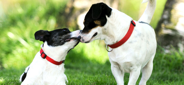 Zwei Hunde im Park